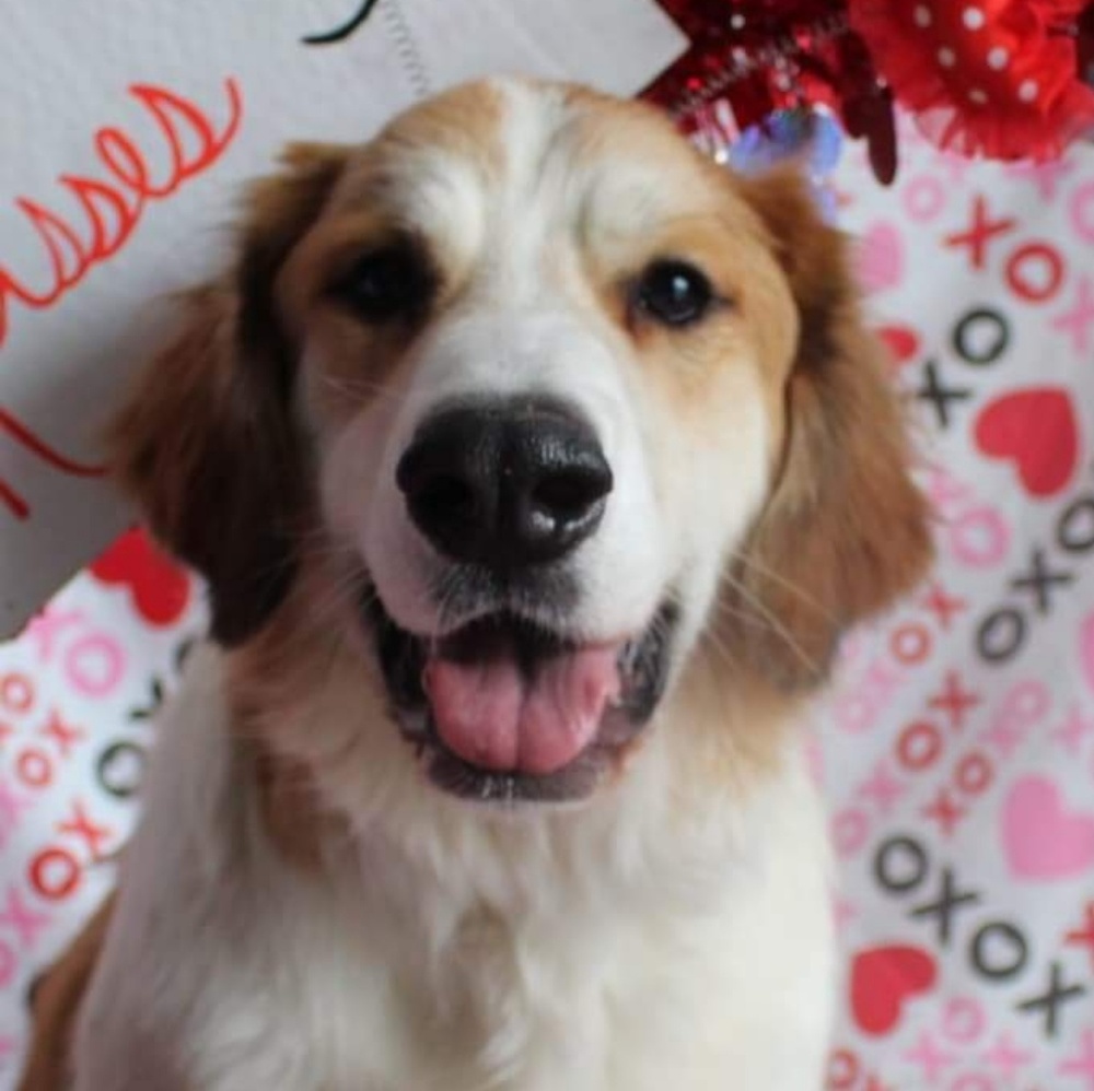 Meet your Posher, Terra